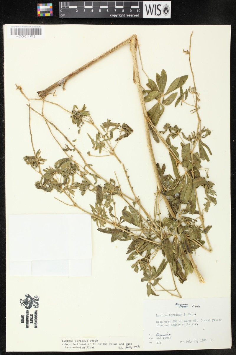 Lupinus sericeus subsp. huffmannii photo 2