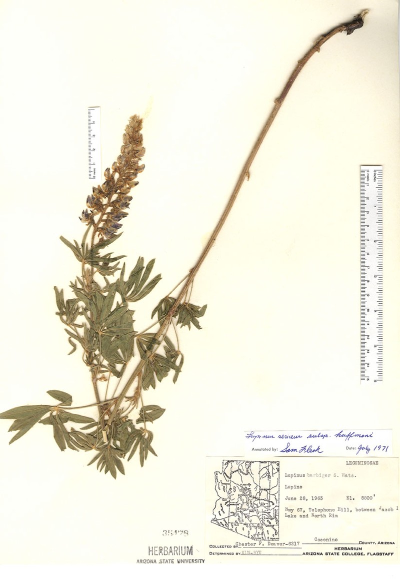 Lupinus sericeus subsp. huffmannii photo 3