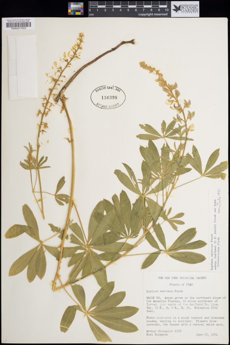 Lupinus sericeus subsp. huffmannii photo 4