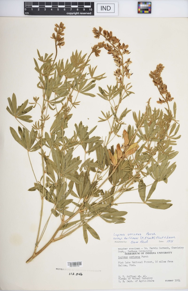 Lupinus sericeus subsp. huffmannii photo 5