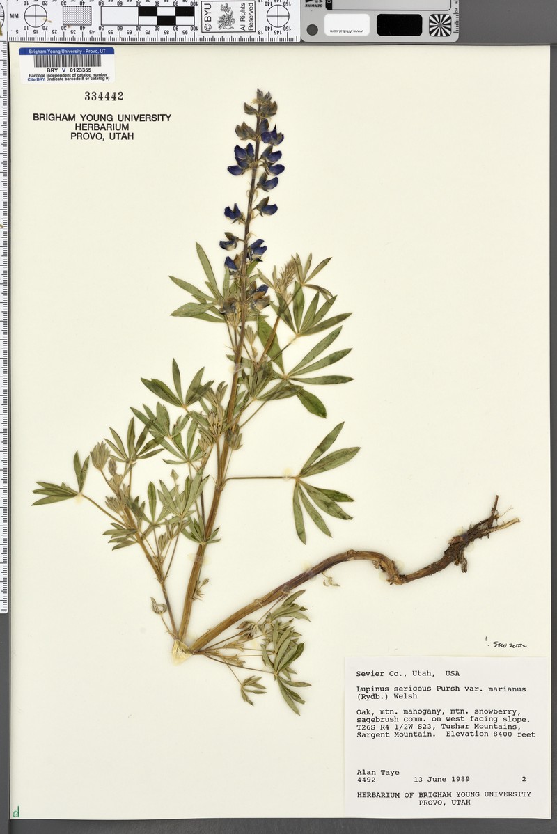 Lupinus sericeus subsp. marianus