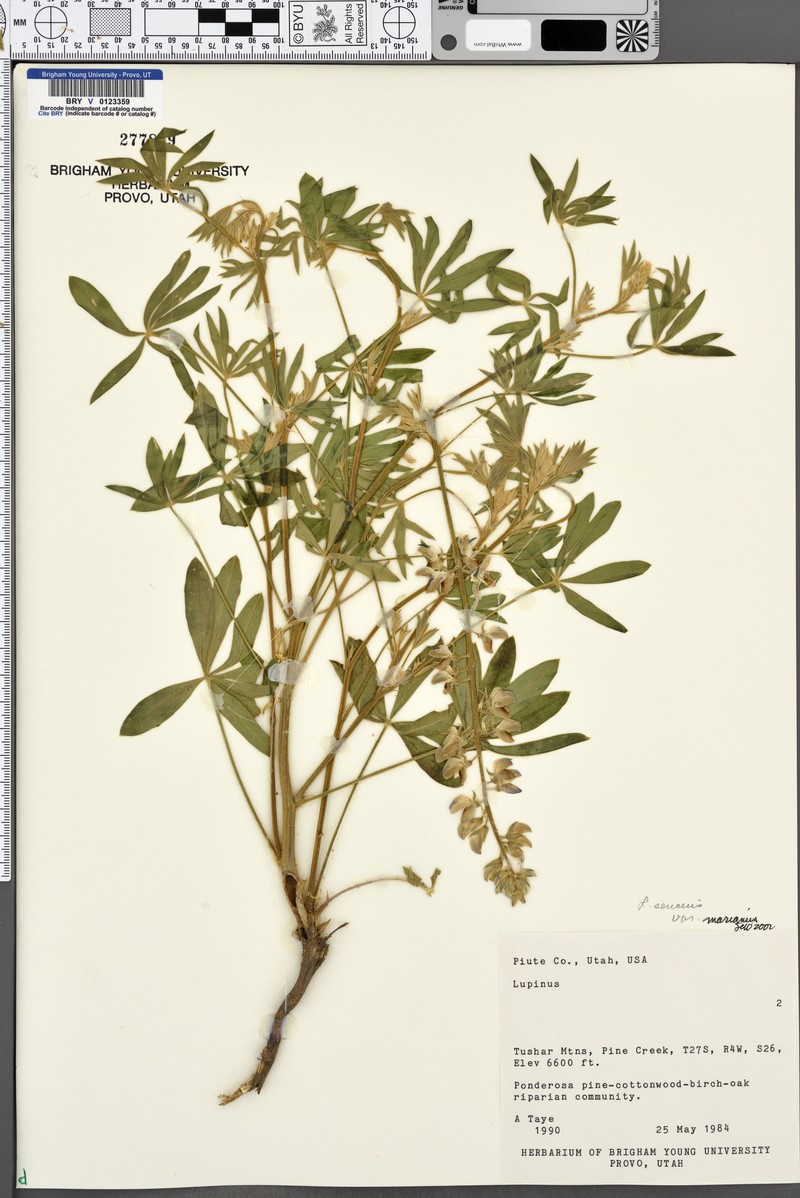 Lupinus sericeus subsp. marianus photo 2