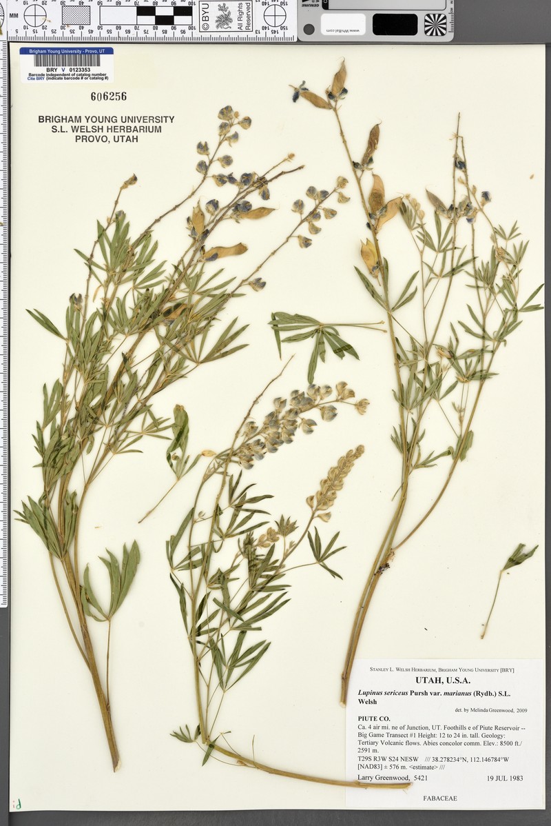 Lupinus sericeus subsp. marianus photo 3