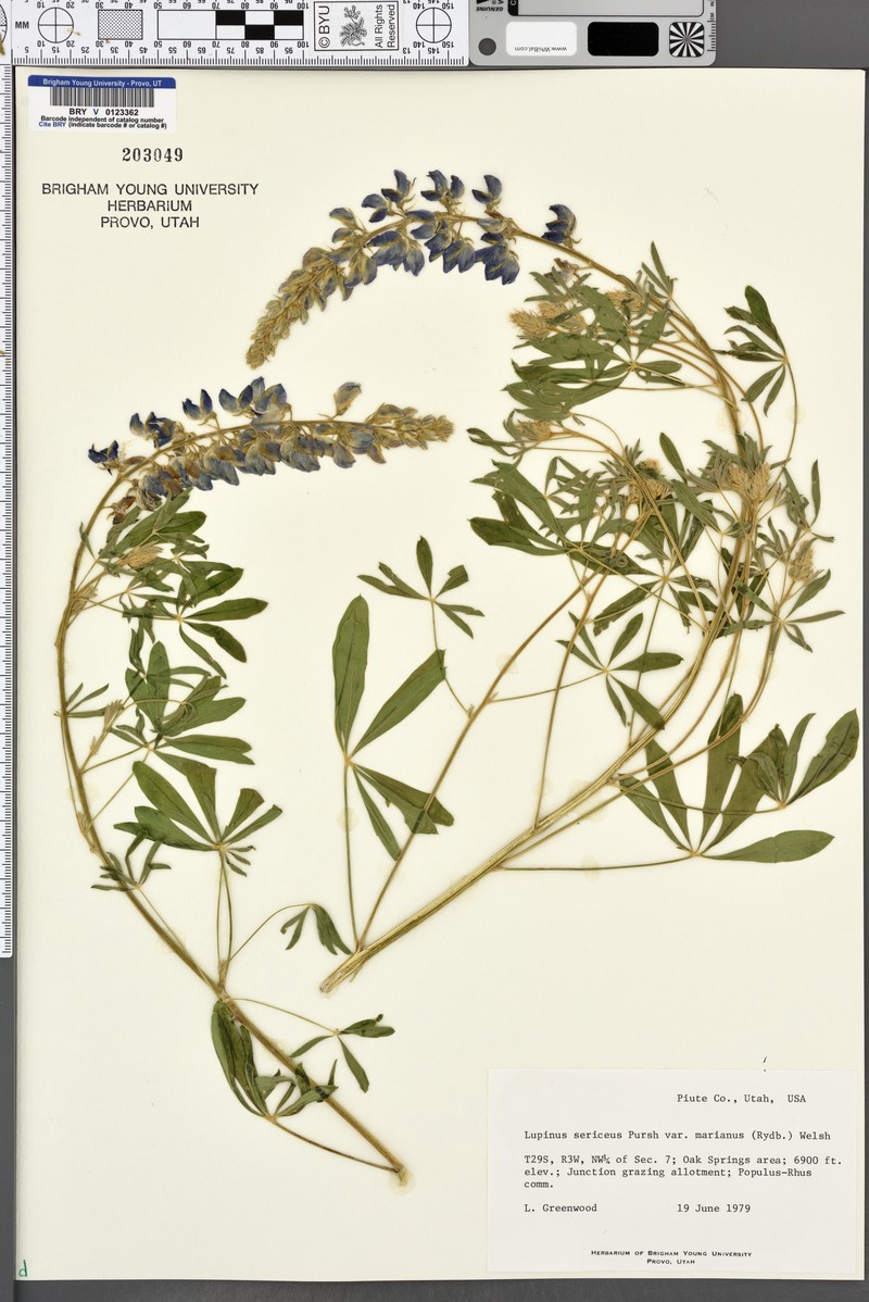 Lupinus sericeus subsp. marianus photo 4