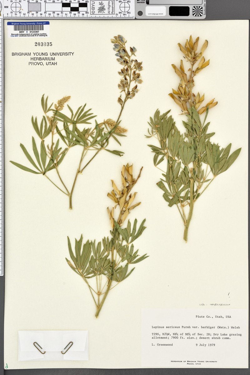 Lupinus sericeus subsp. marianus photo 5