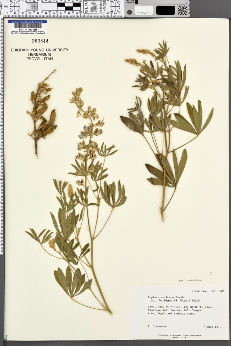 Lupinus sericeus subsp. marianus photo 6