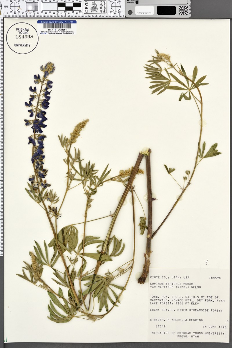 Lupinus sericeus subsp. marianus photo 7