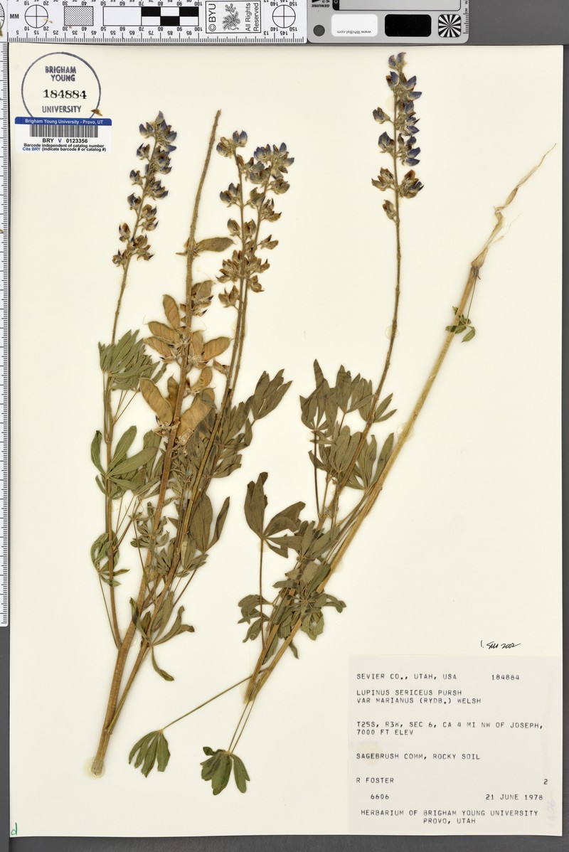 Lupinus sericeus subsp. marianus photo 8