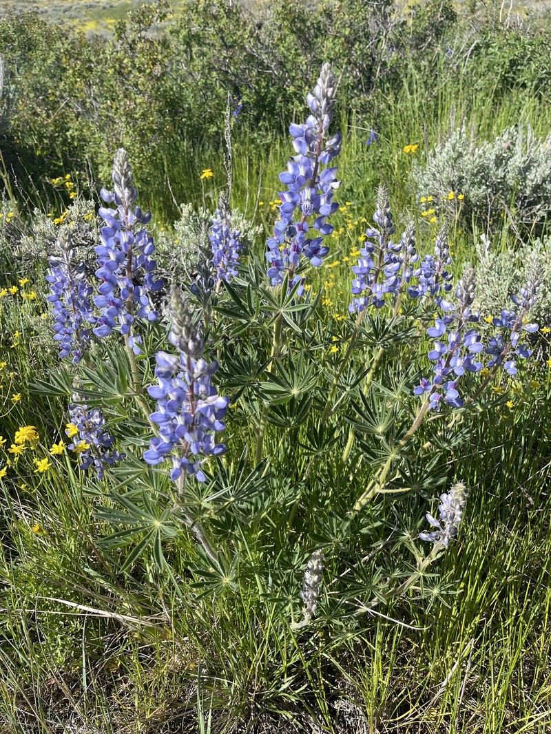 Baker's Lupine photo 3