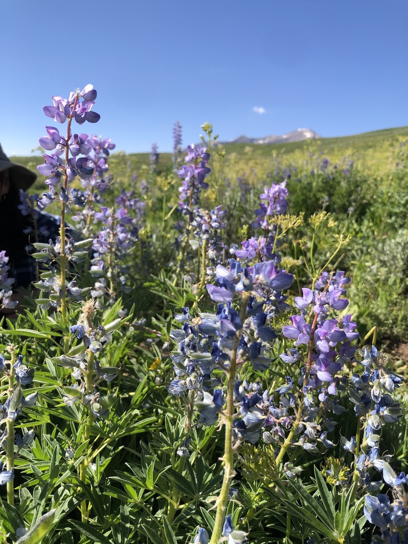 Baker's Lupine photo 4