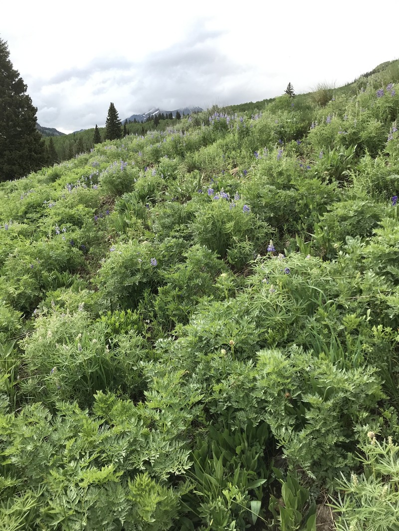 Baker's Lupine photo 7
