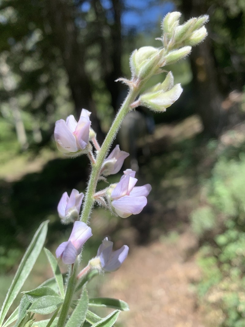 Mt. Adams Lupine photo 5