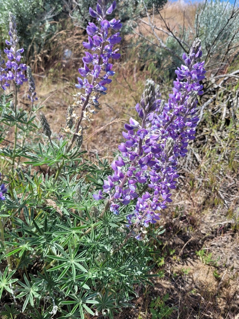 Mt. Adams Lupine photo 8