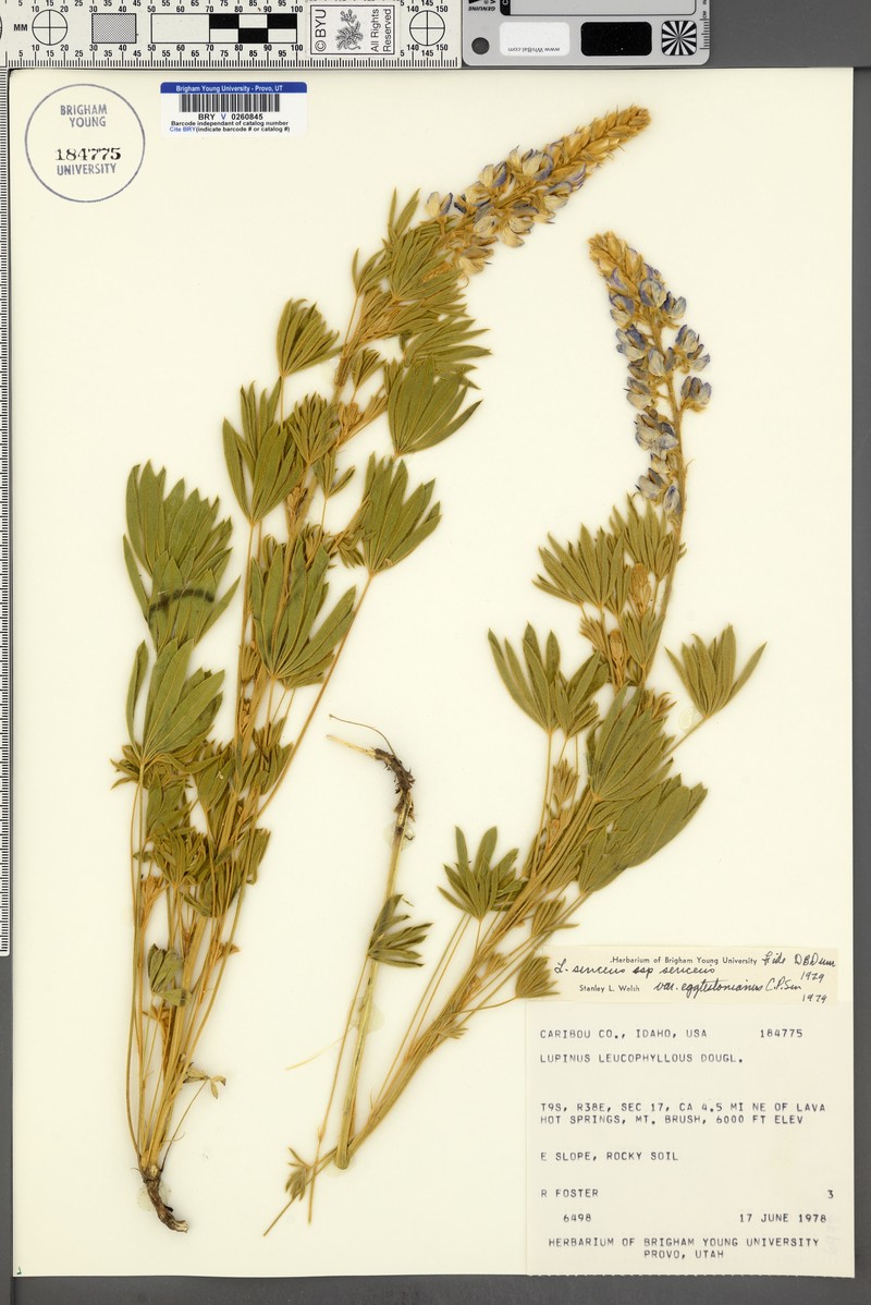 Lupinus sericeus var. egglestonianus