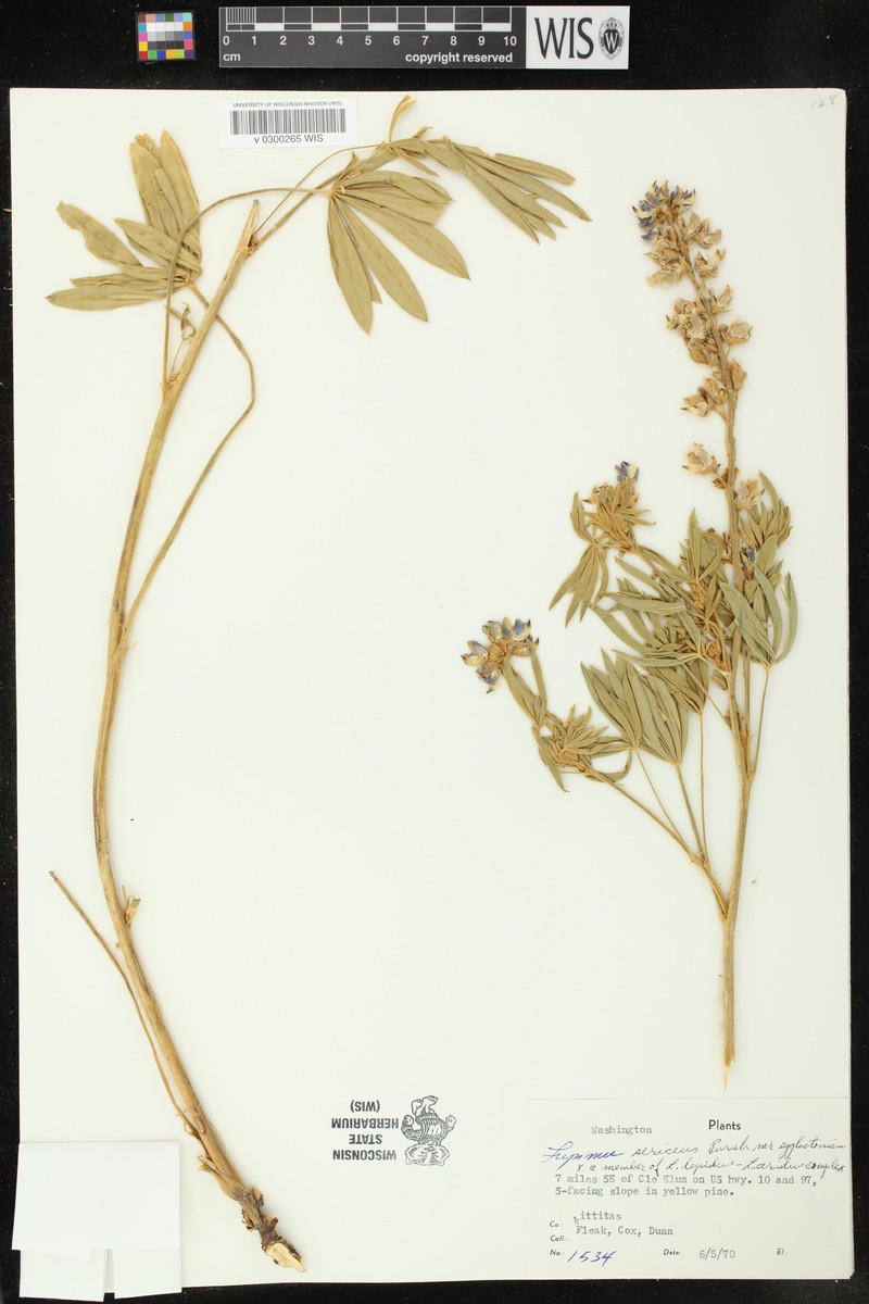 Lupinus sericeus var. egglestonianus photo 2
