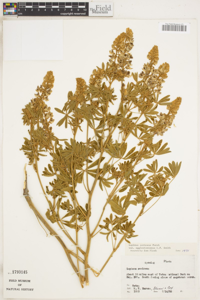 Lupinus sericeus var. egglestonianus photo 3