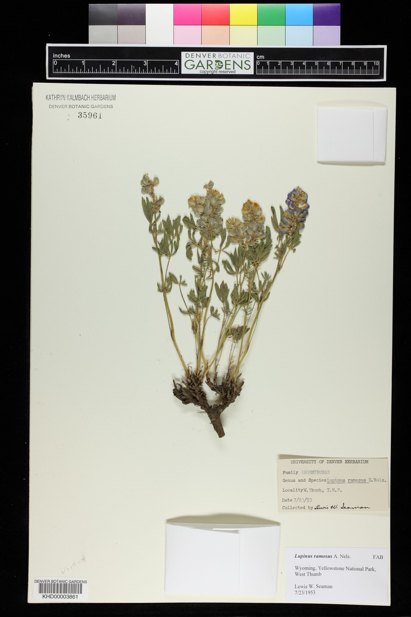 Lupinus sericeus var. egglestonianus photo 4