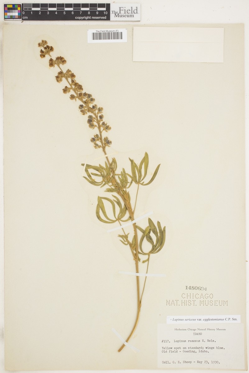 Lupinus sericeus var. egglestonianus photo 5