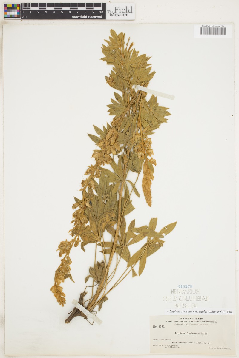 Lupinus sericeus var. egglestonianus photo 6