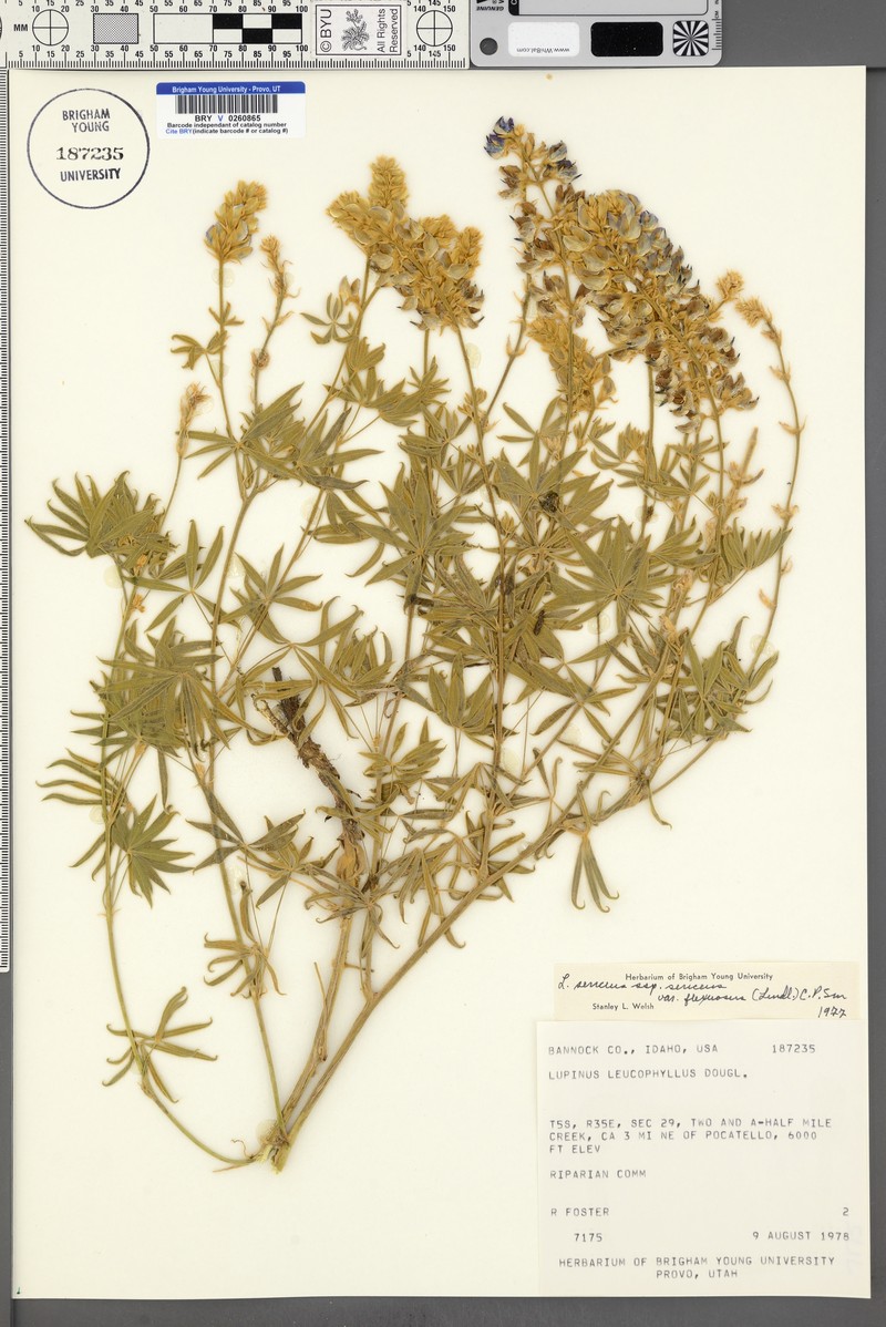 Lupinus sericeus var. flexuosus
