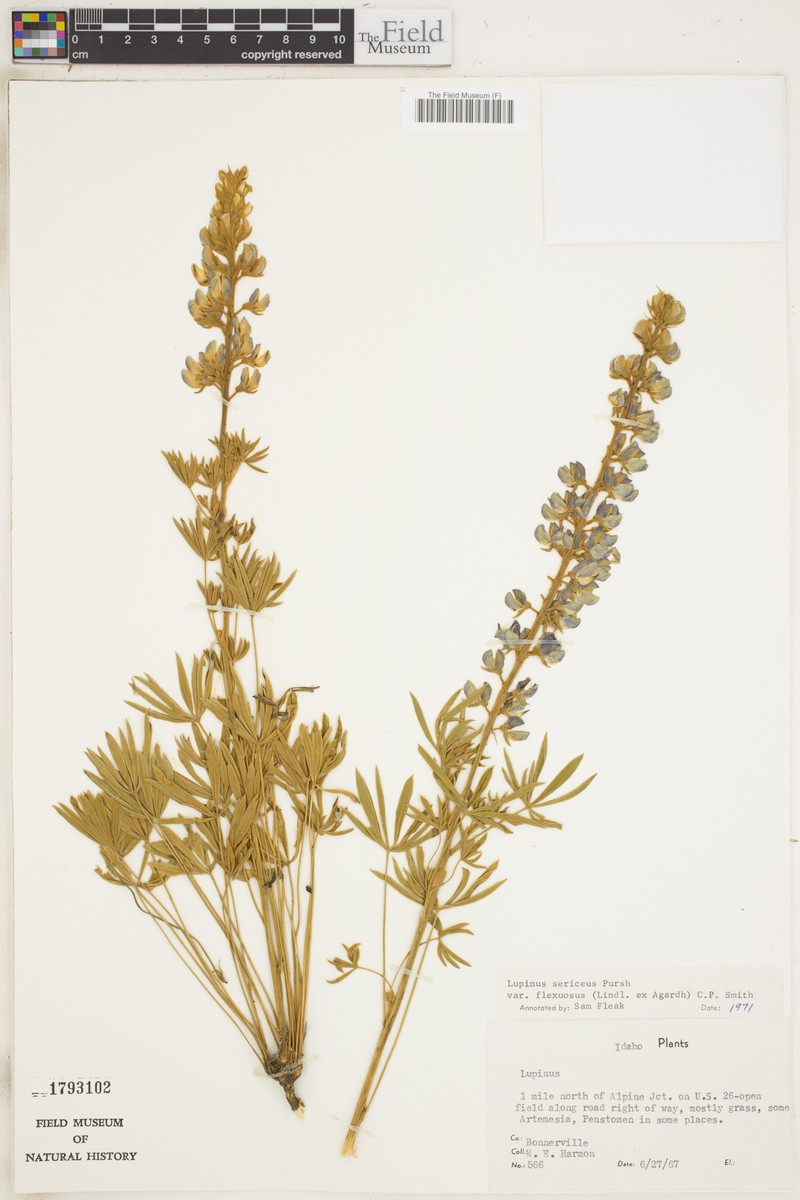 Lupinus sericeus var. flexuosus photo 2