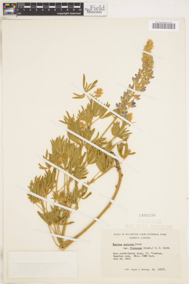 Lupinus sericeus var. flexuosus photo 3