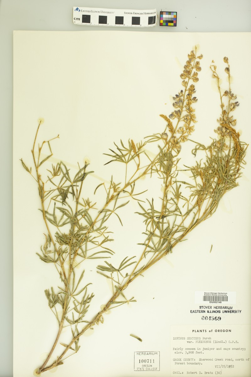 Lupinus sericeus var. flexuosus photo 4