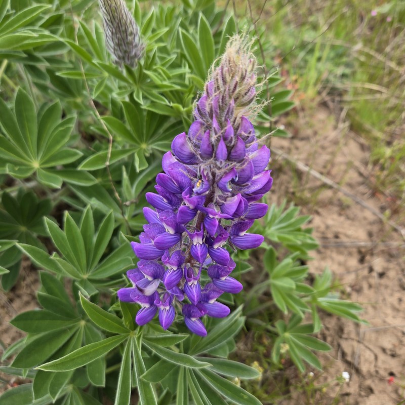 Lupinus sericeus var. thompsonianus