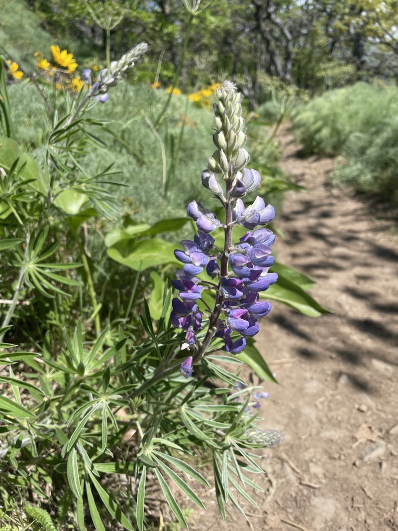 Lupinus sericeus var. thompsonianus photo 2
