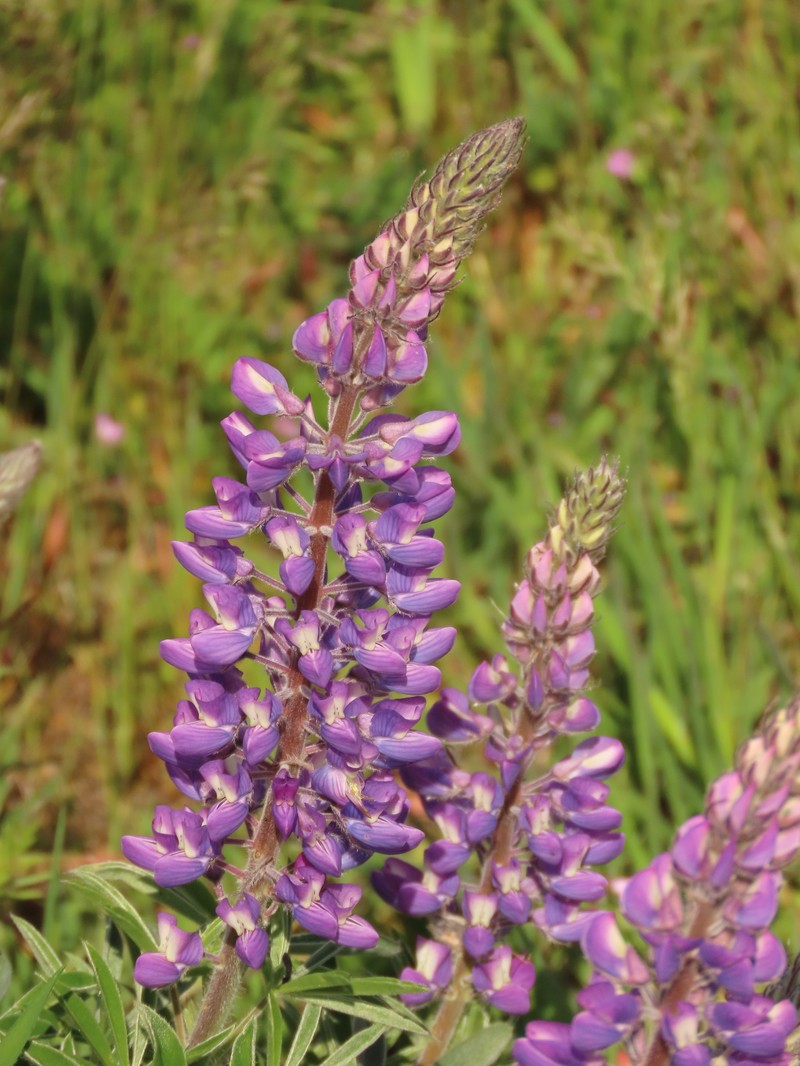 Lupinus sericeus var. thompsonianus photo 3