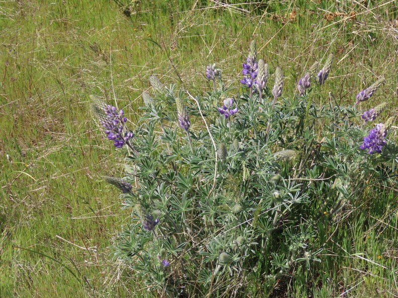 Lupinus sericeus var. thompsonianus photo 4