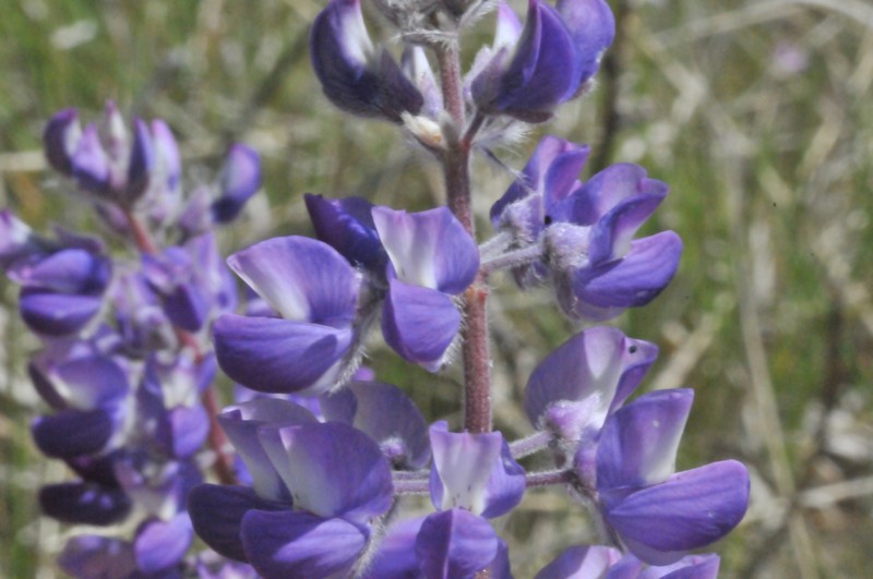 Lupinus sericeus var. thompsonianus photo 5