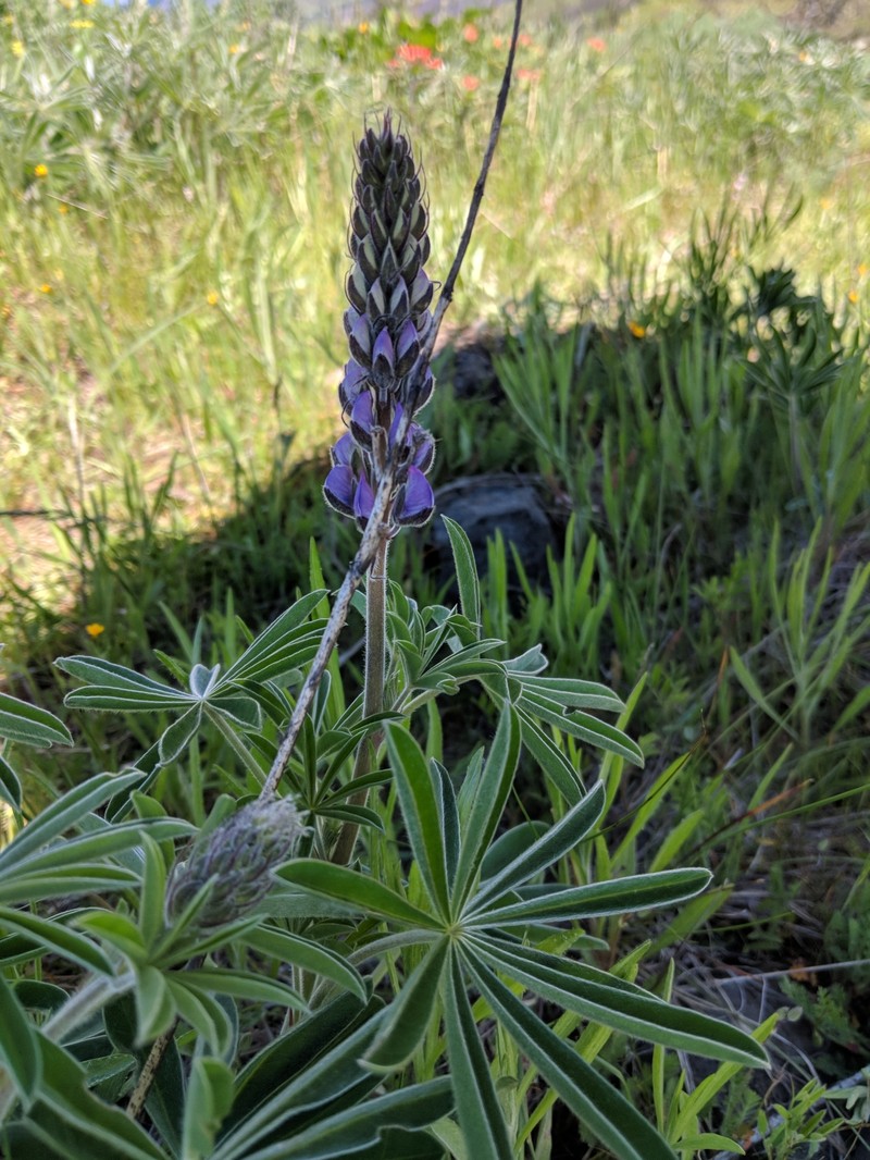 Lupinus sericeus var. thompsonianus photo 6