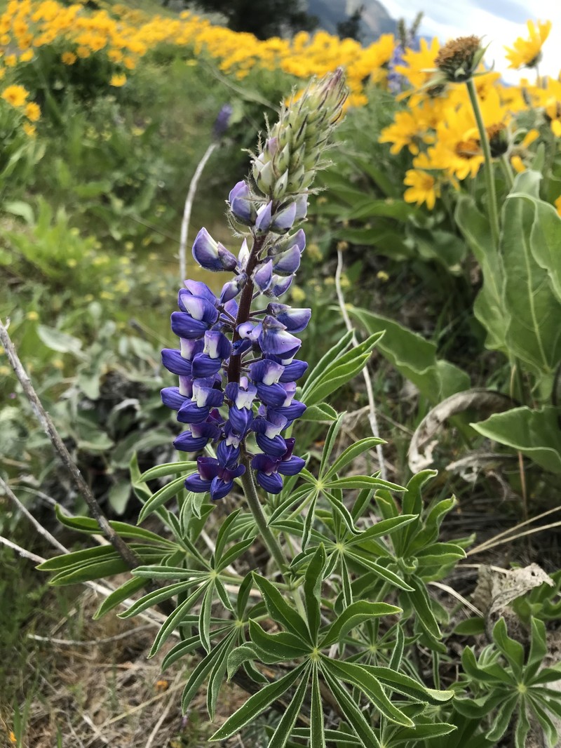 Lupinus sericeus var. thompsonianus photo 7