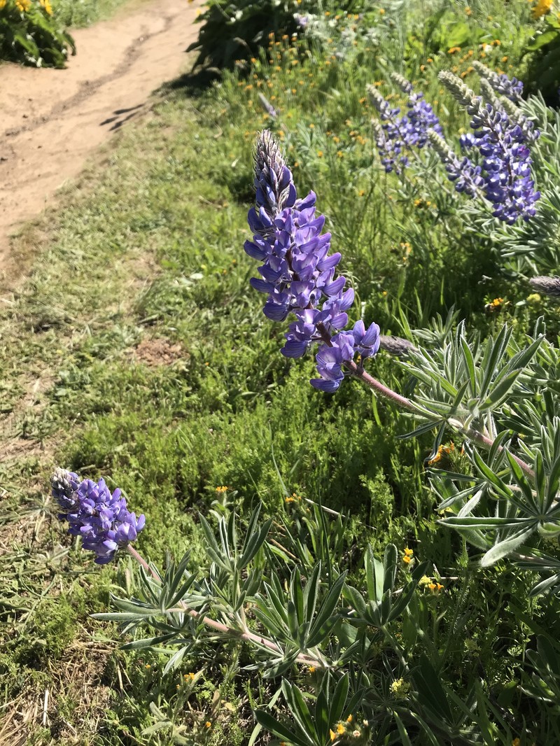 Lupinus sericeus var. thompsonianus photo 8