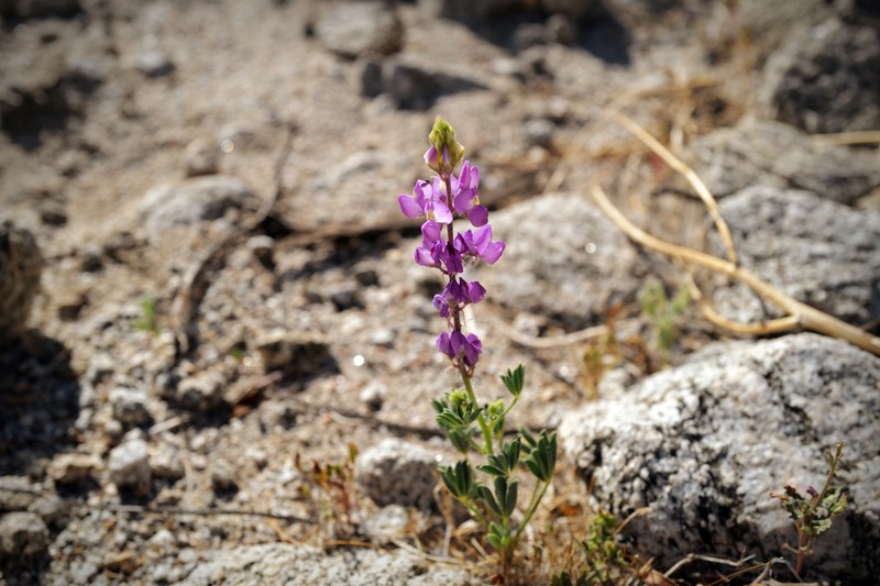 Purple Desert Lupine