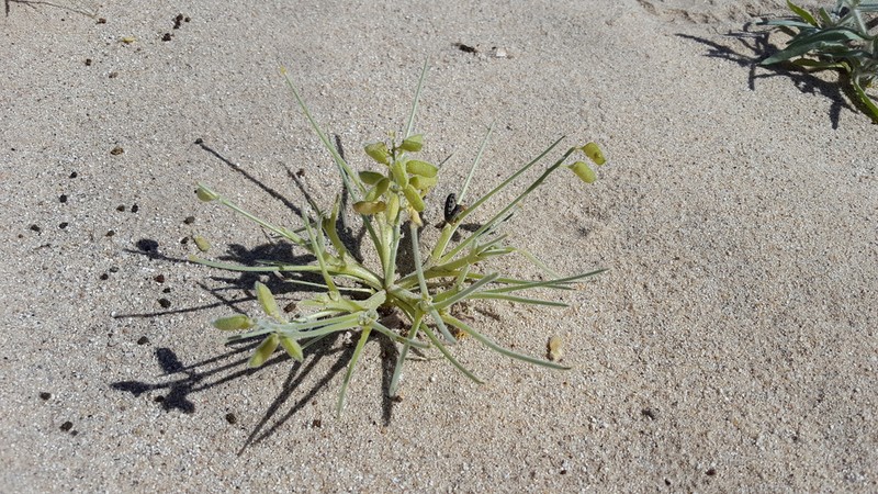Purple Desert Lupine photo 2