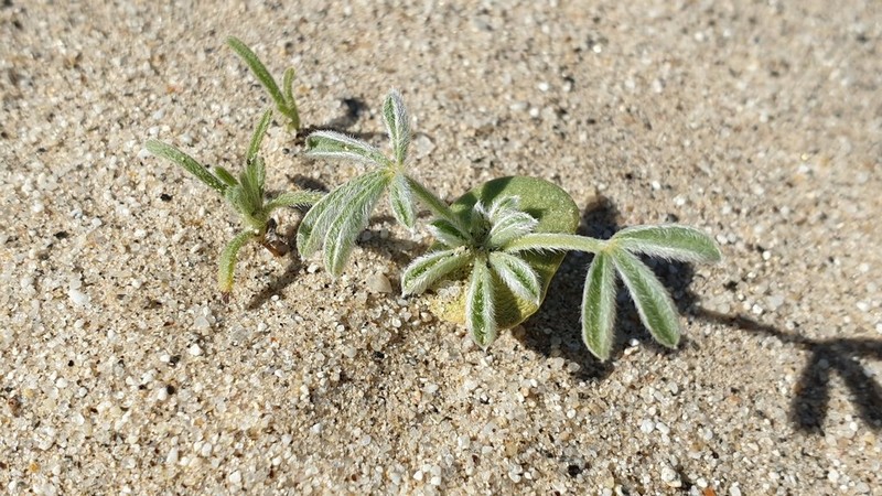 Purple Desert Lupine photo 3