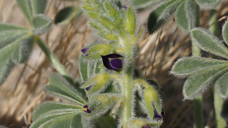 Purple Desert Lupine photo 4