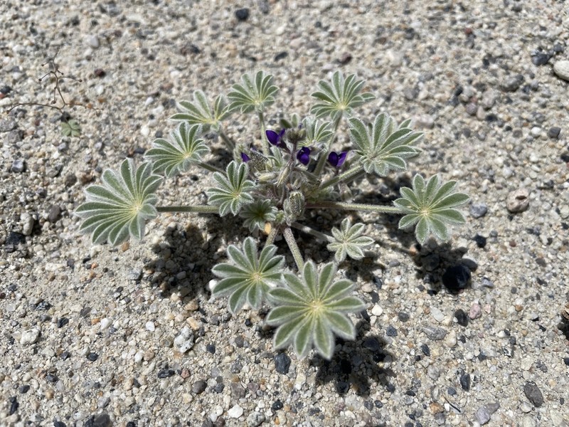 Purple Desert Lupine photo 5