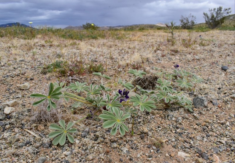 Purple Desert Lupine photo 6