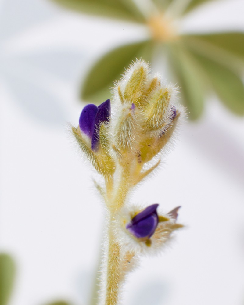 Purple Desert Lupine photo 7