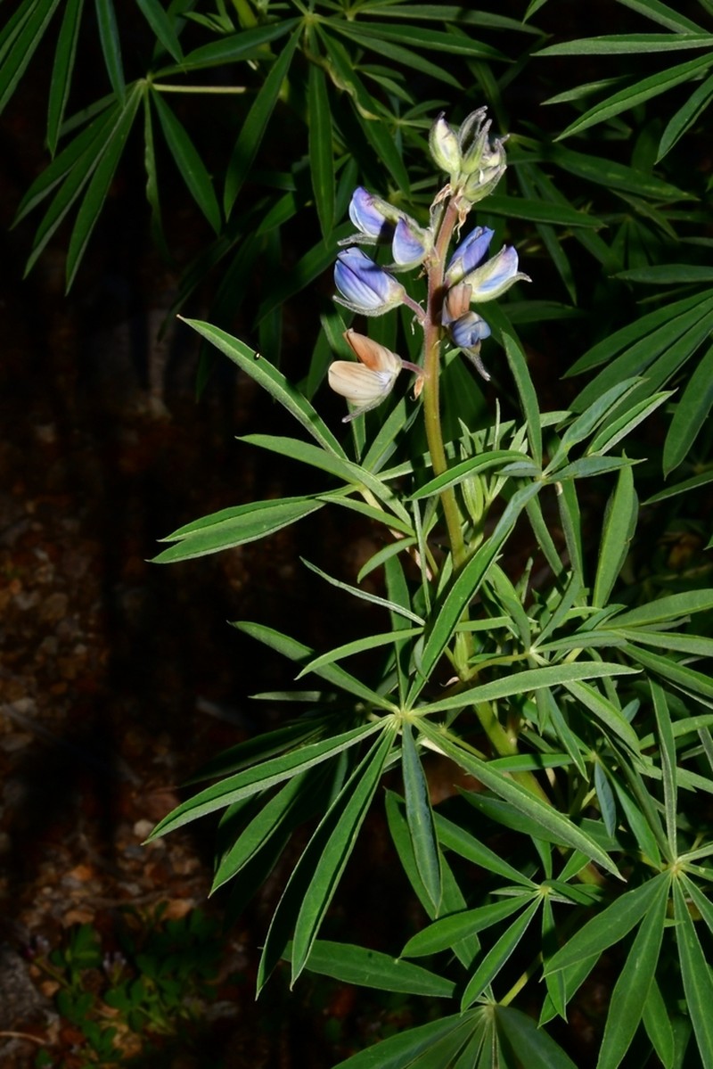 White Mountain Lupine
