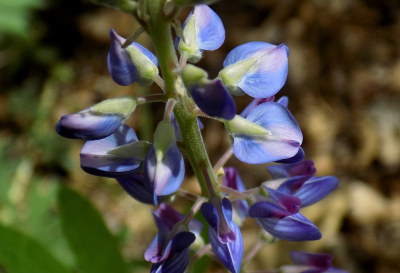 White Mountain Lupine photo 2