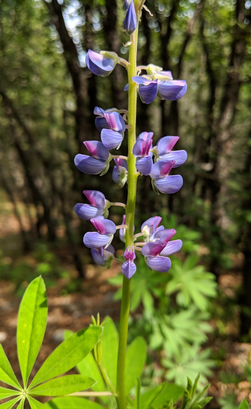 White Mountain Lupine photo 3