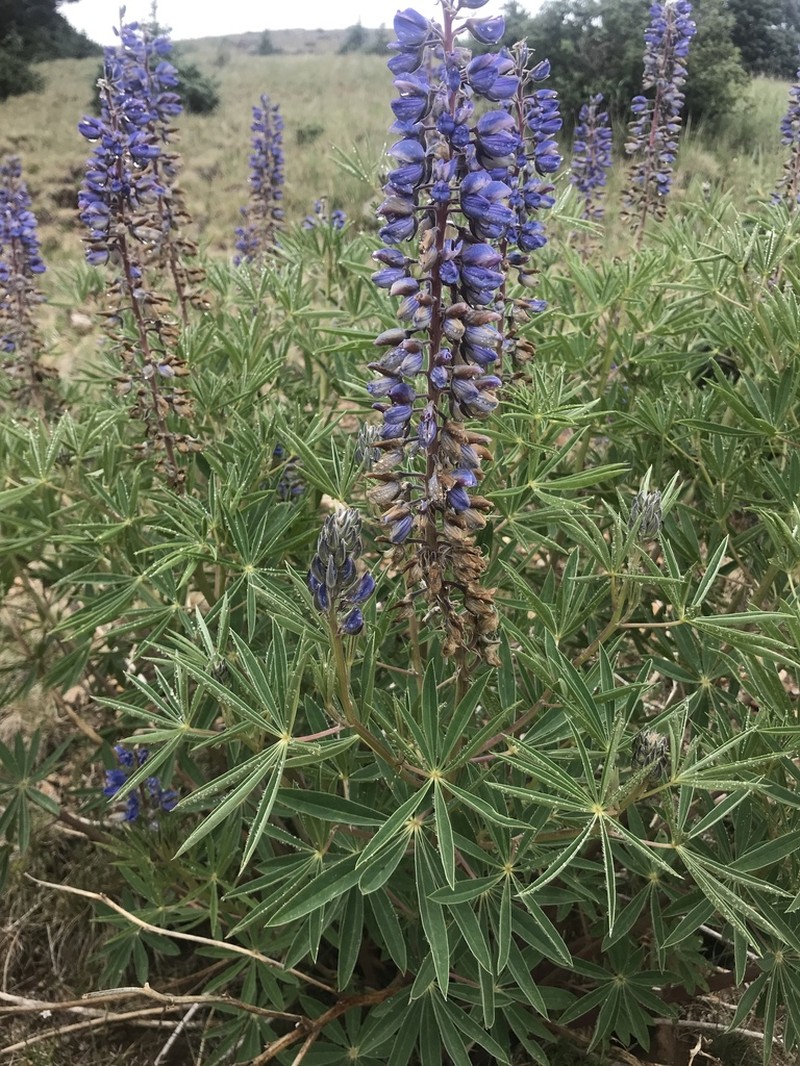 White Mountain Lupine photo 4