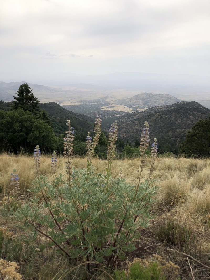 White Mountain Lupine photo 5