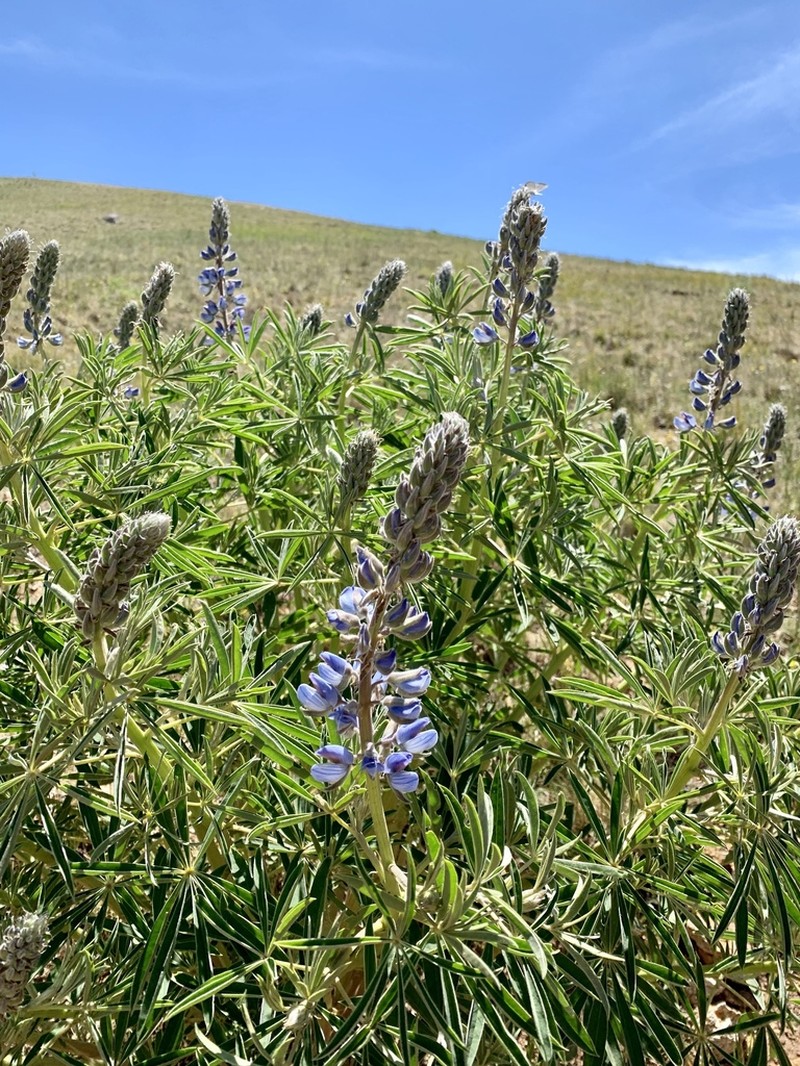White Mountain Lupine photo 6