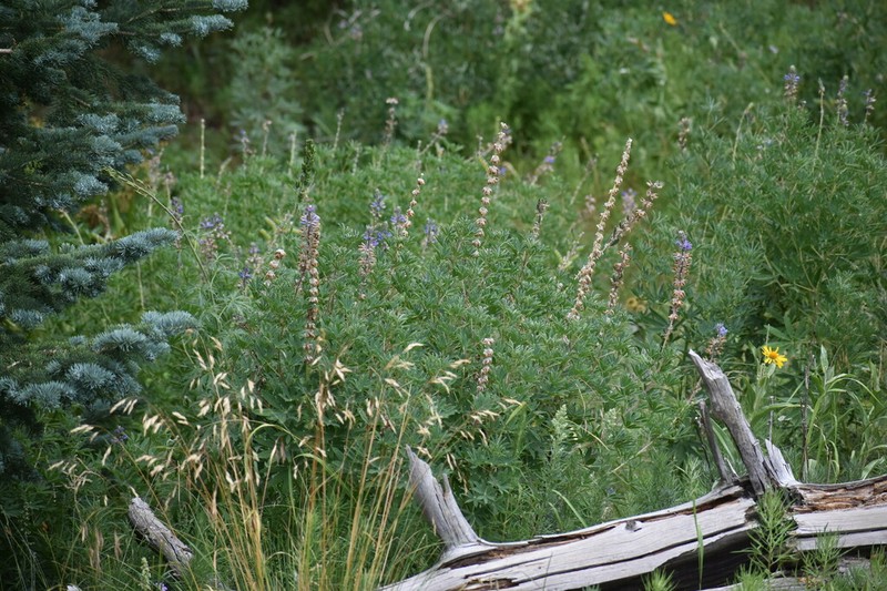 White Mountain Lupine photo 7
