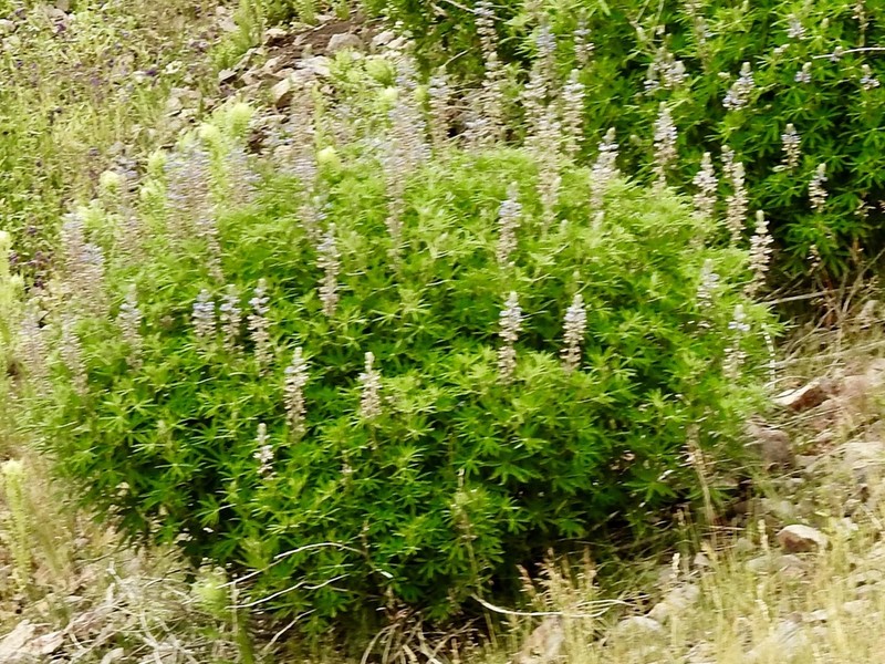 White Mountain Lupine photo 8